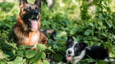 is-board-and-train-with-dog-trainers-in-tampa-worth-the-investment?