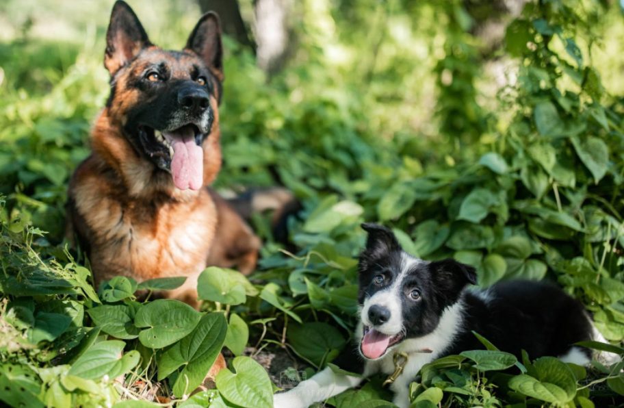 is-board-and-train-with-dog-trainers-in-tampa-worth-the-investment?